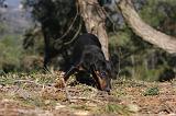 JAGDTERRIER ALLEMAND 089